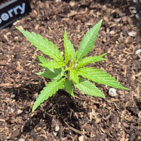 Blackberry Gum Autoflower growlog timeline photo