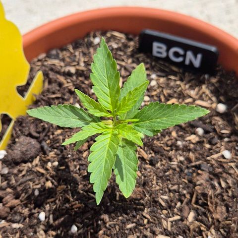 BCN Critical XXL Autoflower growlog timeline photo
