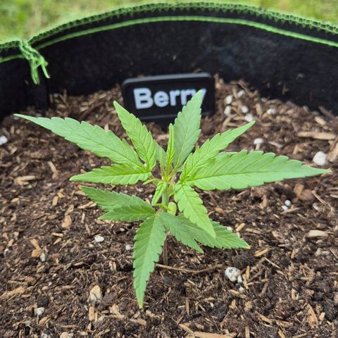 Blackberry Gum Autoflower growlog timeline photo