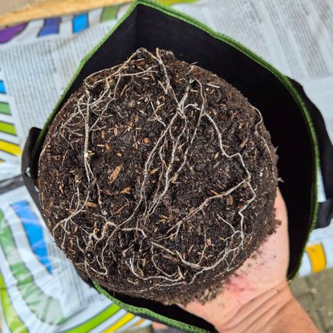 BCN Critical XXL Autoflower growlog photo: Wurzeln sind sehr stark.