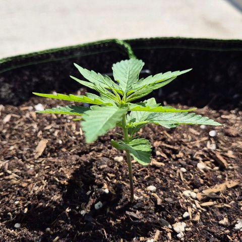 BCN Critical XXL Autoflower growlog timeline photo