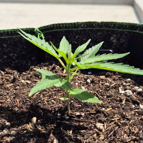 Blackberry Gum Autoflower growlog timeline photo
