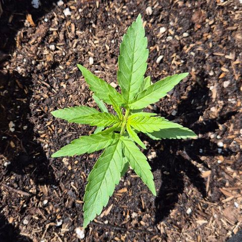 BCN Critical XXL Autoflower growlog timeline photo