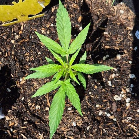 Blackberry Gum Autoflower growlog timeline photo