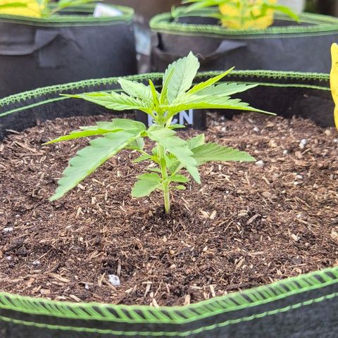 BCN Critical XXL Autoflower growlog timeline photo