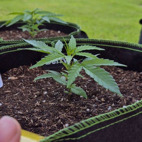 Blackberry Gum Autoflower growlog timeline photo
