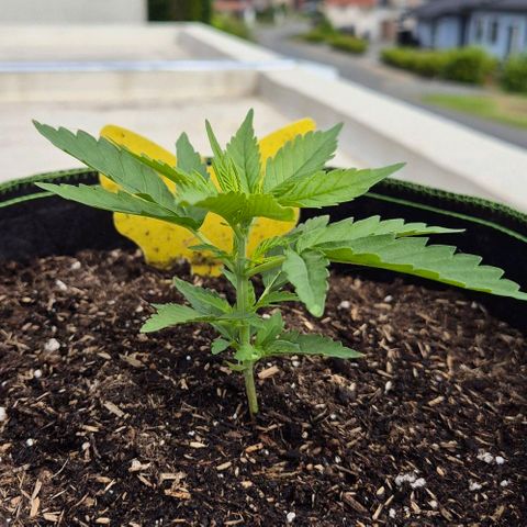 BCN Critical XXL Autoflower growlog timeline photo