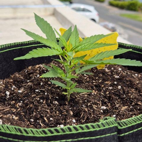 Blackberry Gum Autoflower growlog timeline photo