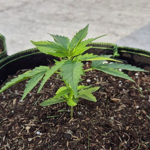 BCN Critical XXL Autoflower growlog timeline photo