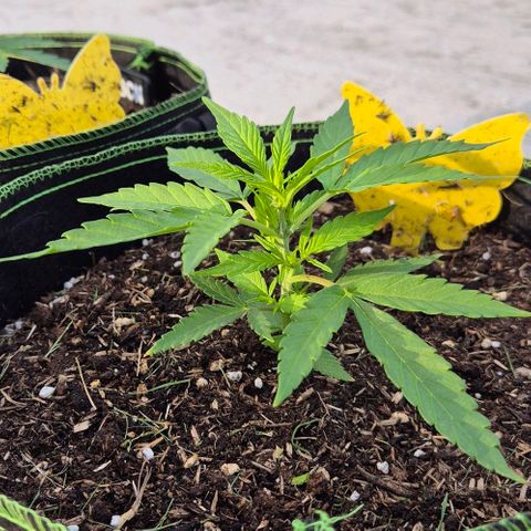 Blackberry Gum Autoflower growlog timeline photo