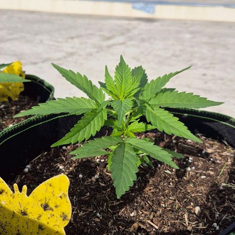 BCN Critical XXL Autoflower growlog timeline photo