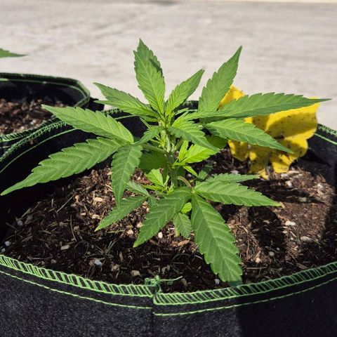 Blackberry Gum Autoflower growlog timeline photo