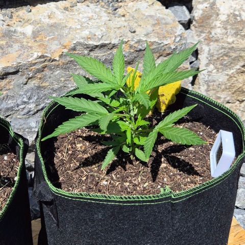 Blackberry Gum Autoflower growlog timeline photo