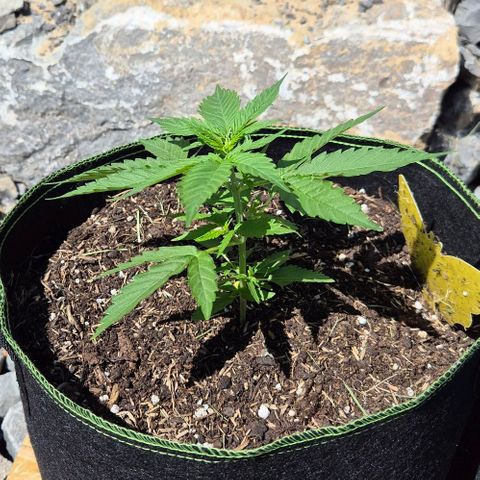 BCN Critical XXL Autoflower growlog timeline photo