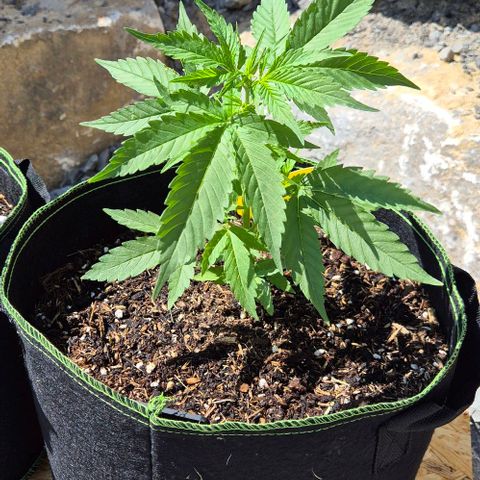 BCN Critical XXL Autoflower growlog timeline photo