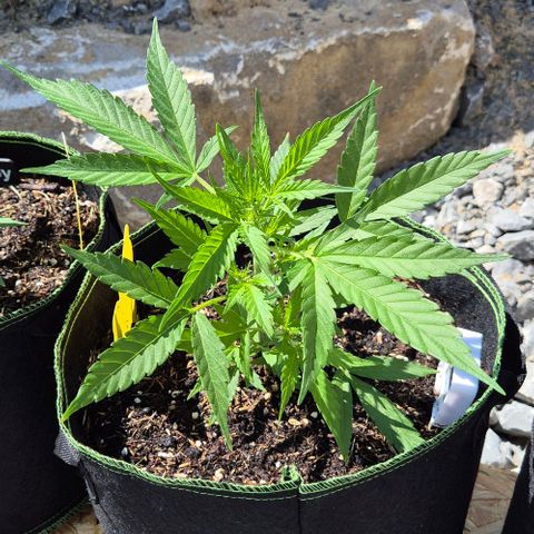 Blackberry Gum Autoflower growlog timeline photo