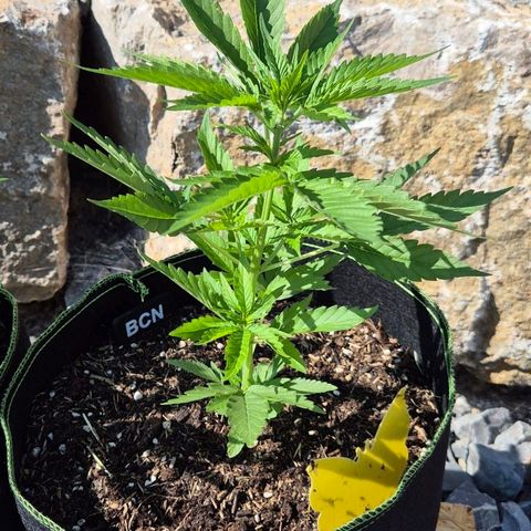 BCN Critical XXL Autoflower growlog timeline photo