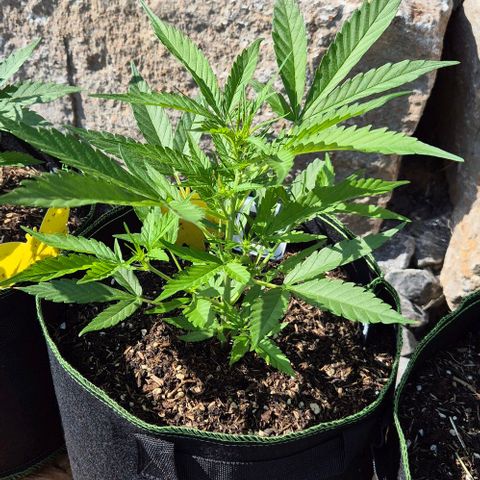 Blackberry Gum Autoflower growlog timeline photo