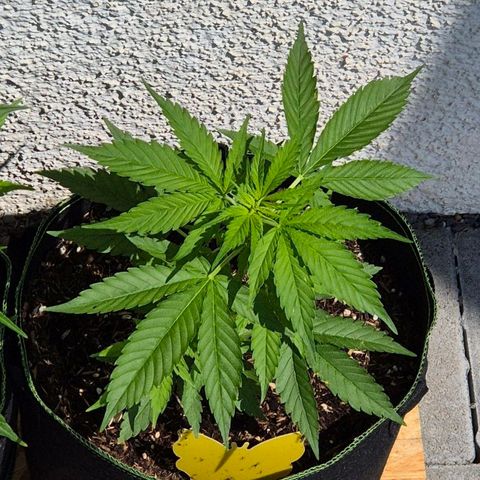 BCN Critical XXL Autoflower growlog timeline photo