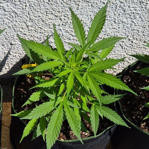 Blackberry Gum Autoflower growlog timeline photo