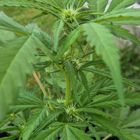 Blackberry Gum Autoflower growlog timeline photo