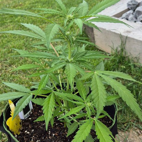 Blackberry Gum Autoflower growlog timeline photo