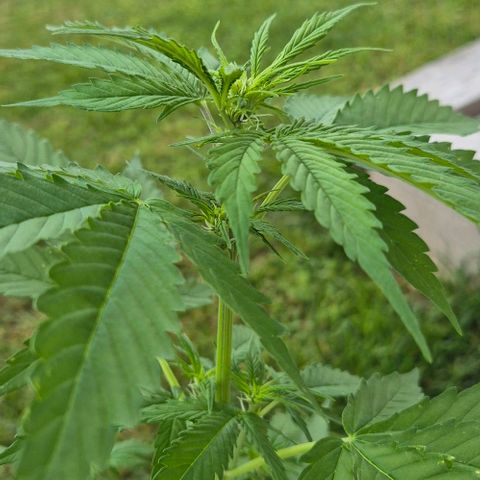 BCN Critical XXL Autoflower growlog timeline photo