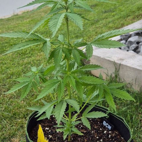 BCN Critical XXL Autoflower growlog timeline photo