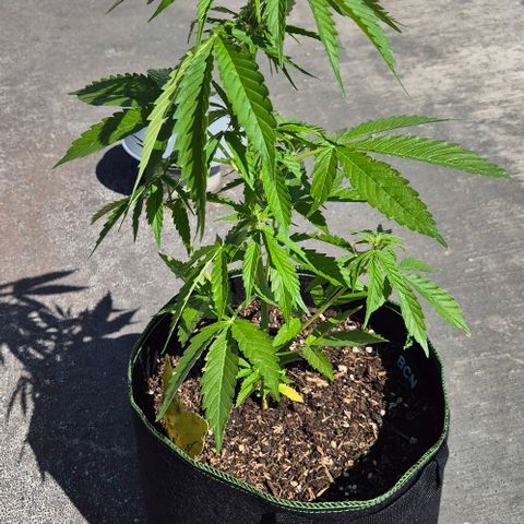 BCN Critical XXL Autoflower growlog timeline photo