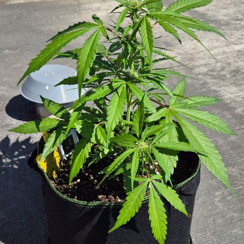 Blackberry Gum Autoflower growlog timeline photo