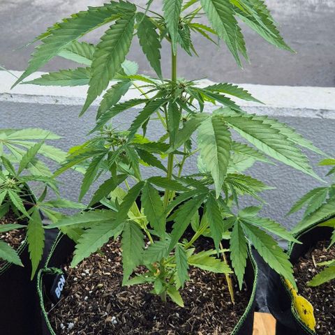 BCN Critical XXL Autoflower growlog timeline photo