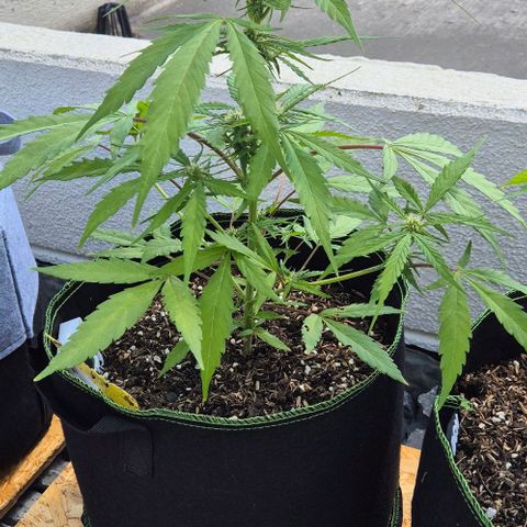 Blackberry Gum Autoflower growlog timeline photo