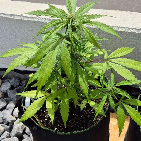 Blackberry Gum Autoflower growlog timeline photo