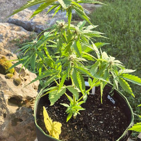 BCN Critical XXL Autoflower growlog timeline photo