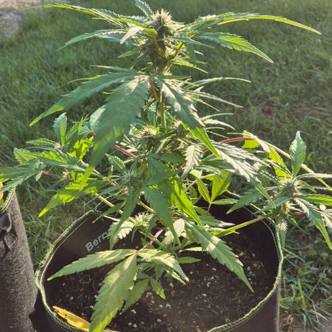 Blackberry Gum Autoflower growlog timeline photo