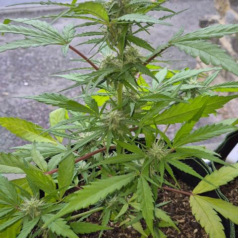 Blackberry Gum Autoflower growlog timeline photo