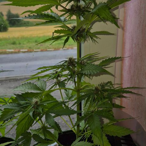 BCN Critical XXL Autoflower growlog timeline photo
