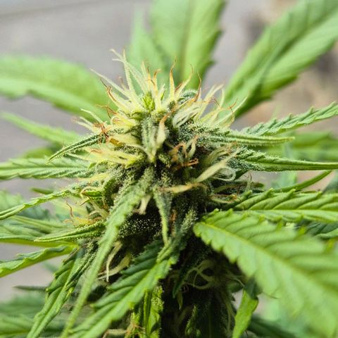 Blackberry Gum Autoflower growlog timeline photo