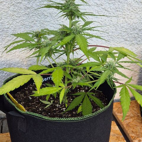 Blackberry Gum Autoflower growlog timeline photo