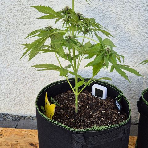 BCN Critical XXL Autoflower growlog timeline photo