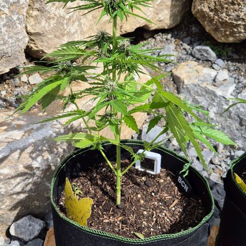 BCN Critical XXL Autoflower growlog timeline photo