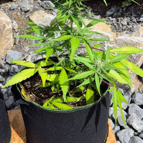 Blackberry Gum Autoflower growlog timeline photo