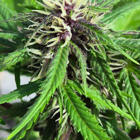 BCN Critical XXL Autoflower growlog timeline photo