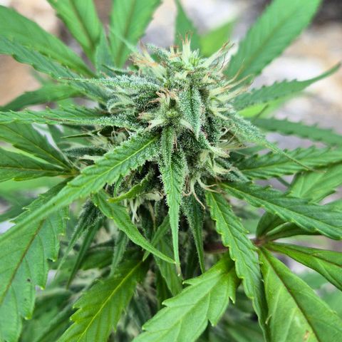 Blackberry Gum Autoflower growlog timeline photo