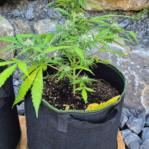 Blackberry Gum Autoflower growlog timeline photo