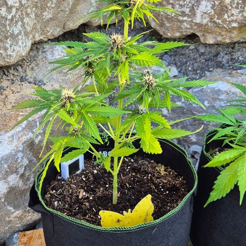 BCN Critical XXL Autoflower growlog timeline photo