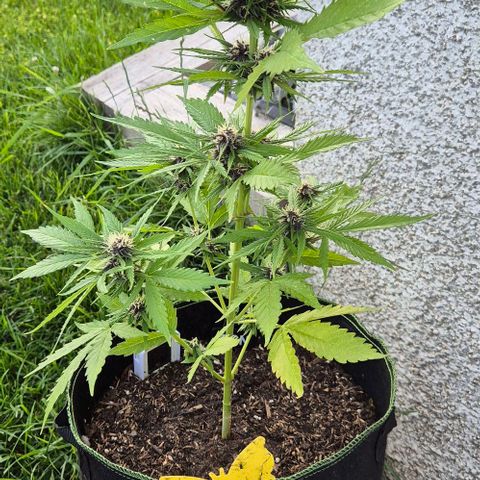 BCN Critical XXL Autoflower growlog timeline photo
