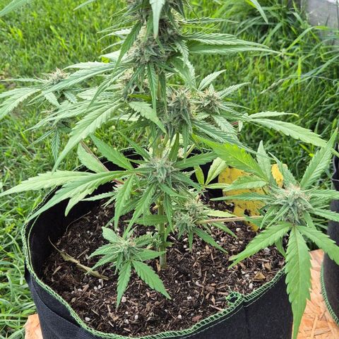 Blackberry Gum Autoflower growlog timeline photo