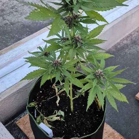 BCN Critical XXL Autoflower growlog timeline photo