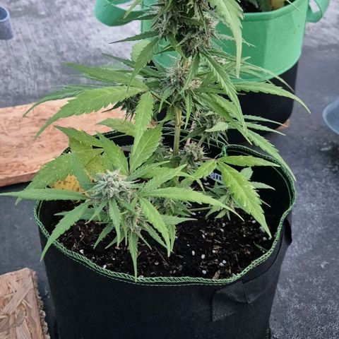 Blackberry Gum Autoflower growlog timeline photo